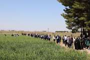 رونمایی از دستاوردهای به‌نژادی دانشگاه شهید باهنر در روز مزرعه